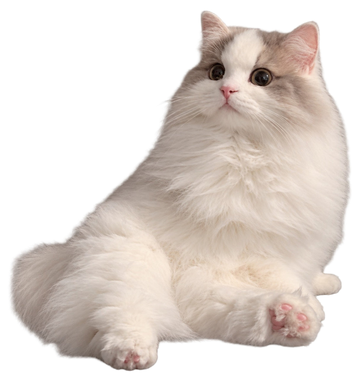 おすわり うたちゃん